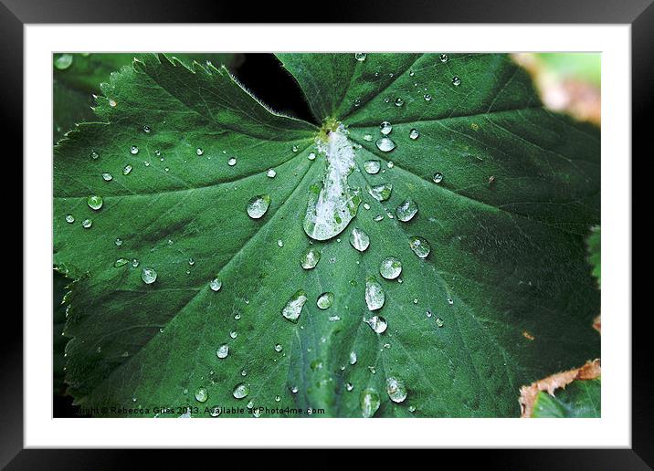 Water Droplets Framed Mounted Print by Rebecca Giles