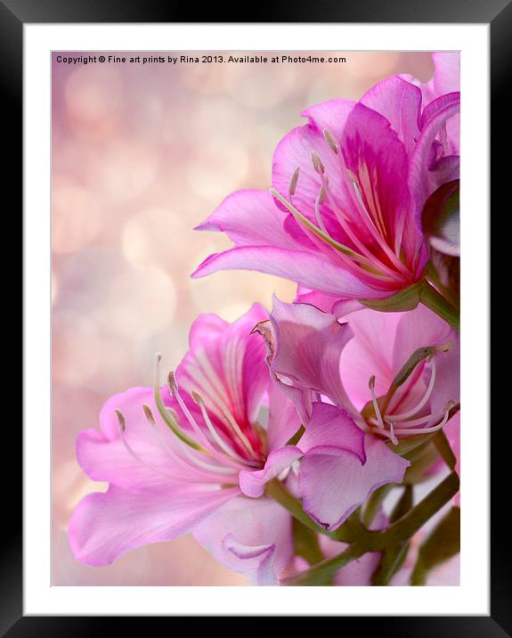 Pink Delight 2 Framed Mounted Print by Fine art by Rina