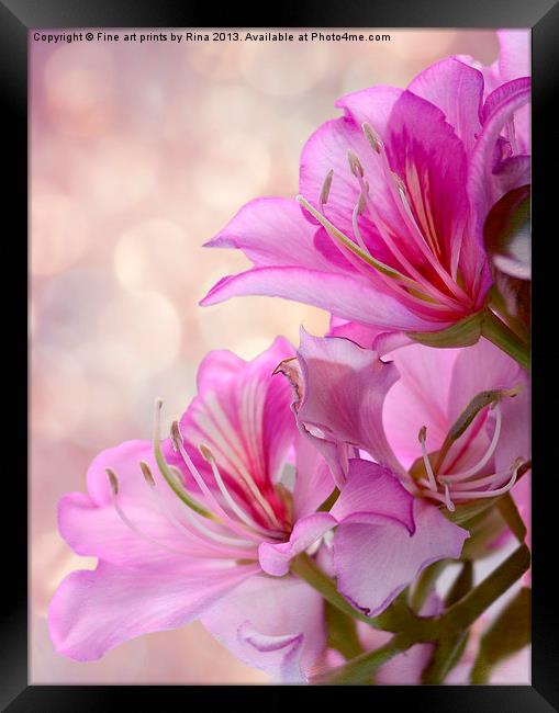 Pink Delight 2 Framed Print by Fine art by Rina