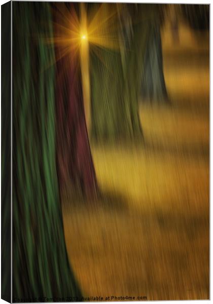 THE RAINBOW FOREST Canvas Print by Tom York