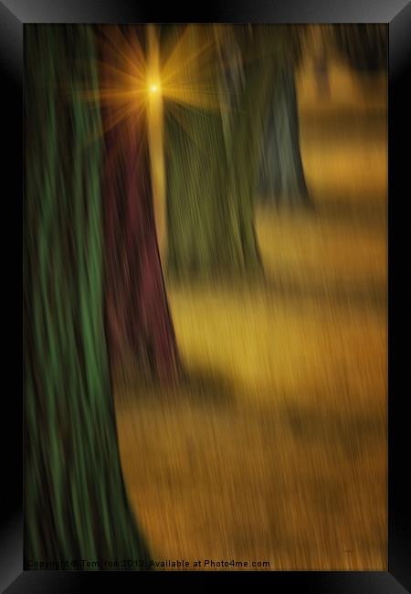 THE RAINBOW FOREST Framed Print by Tom York