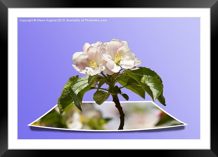 Apple Blossom popping out Framed Mounted Print by Steve Hughes