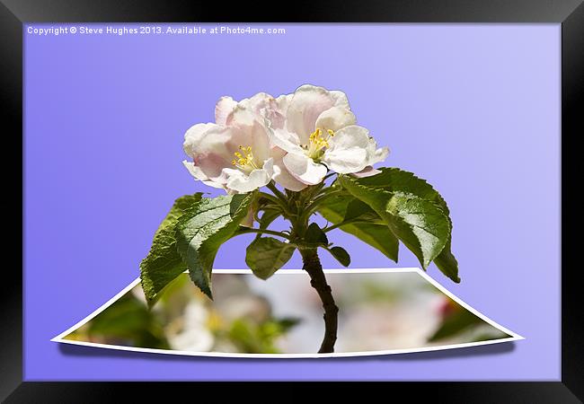 Apple Blossom popping out Framed Print by Steve Hughes