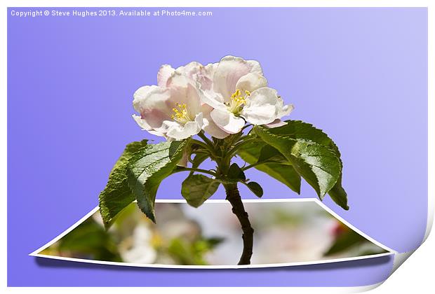 Apple Blossom popping out Print by Steve Hughes