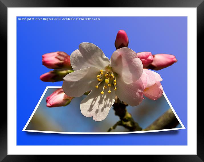 Cherry Blossom out of bounds Framed Mounted Print by Steve Hughes