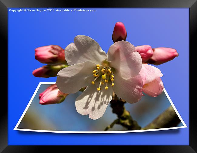 Cherry Blossom out of bounds Framed Print by Steve Hughes