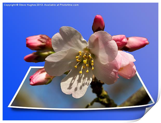 Cherry Blossom out of bounds Print by Steve Hughes