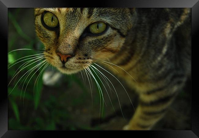 Mr. Whiskers Framed Print by Gabriela Olteanu