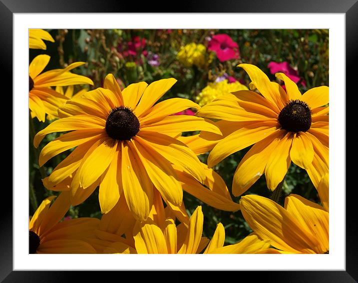 Cimiez petals Framed Mounted Print by Dave Menzies