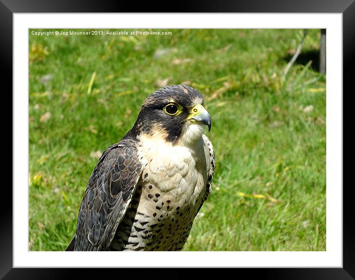 Kestrel Framed Mounted Print by Jez Mouncer