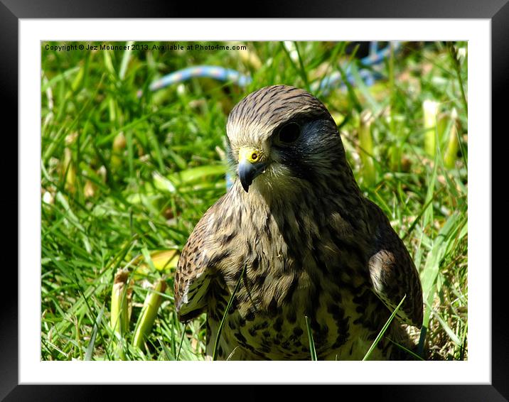 Merlin not the wizard Framed Mounted Print by Jez Mouncer