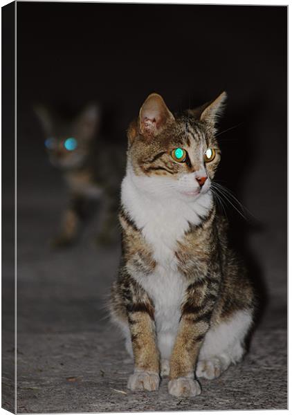 Glowing cat eyes Canvas Print by Gabriela Olteanu