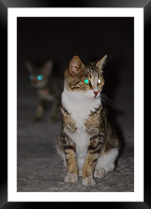 Glowing cat eyes Framed Mounted Print by Gabriela Olteanu