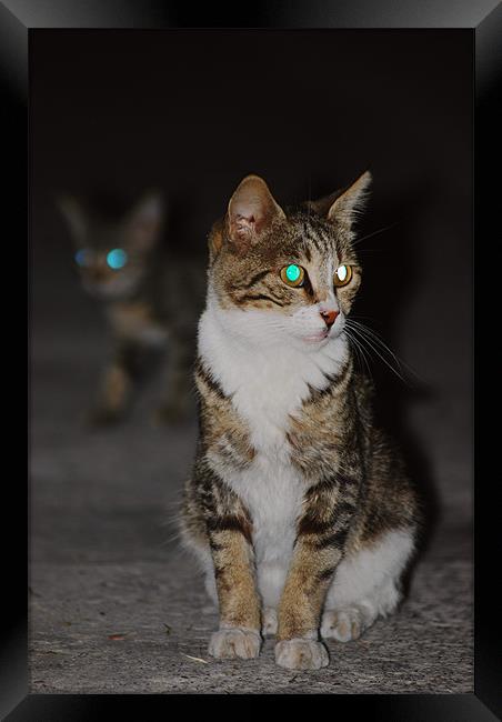 Glowing cat eyes Framed Print by Gabriela Olteanu