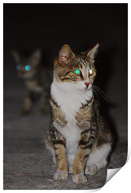 Glowing cat eyes Print by Gabriela Olteanu