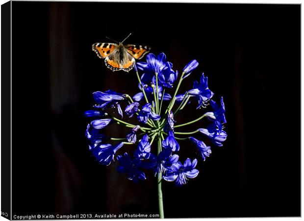 Butterfly on Agapanthus Canvas Print by Keith Campbell