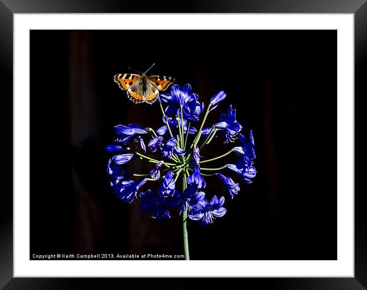 Butterfly on Agapanthus Framed Mounted Print by Keith Campbell