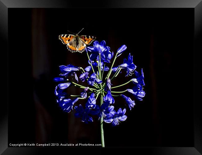 Butterfly on Agapanthus Framed Print by Keith Campbell