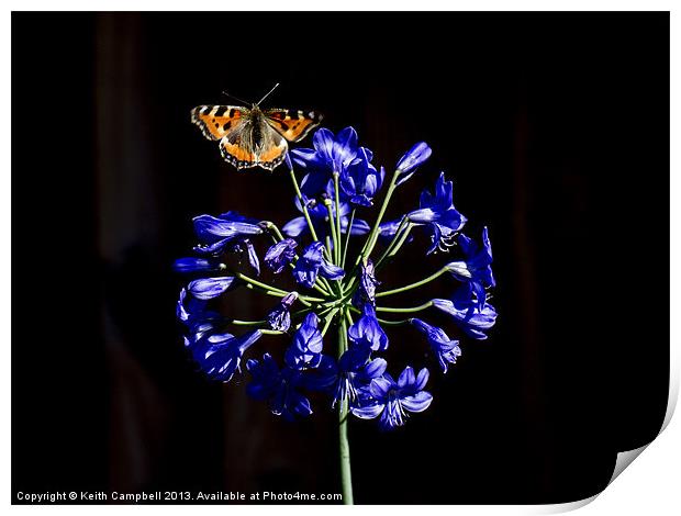 Butterfly on Agapanthus Print by Keith Campbell