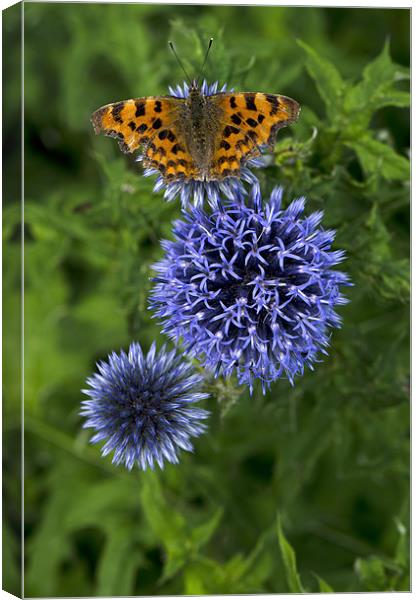 The Comma Butterfly Canvas Print by Oliver Porter