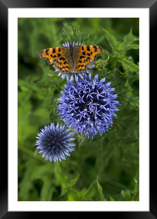 The Comma Butterfly Framed Mounted Print by Oliver Porter