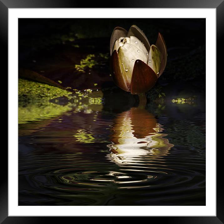 Reflections of a Lily Framed Mounted Print by Rob Lester