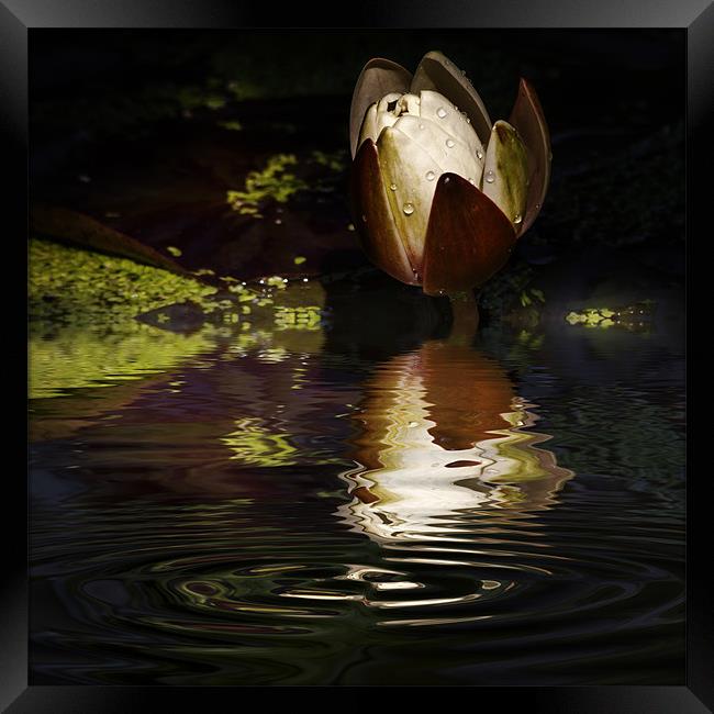 Reflections of a Lily Framed Print by Rob Lester