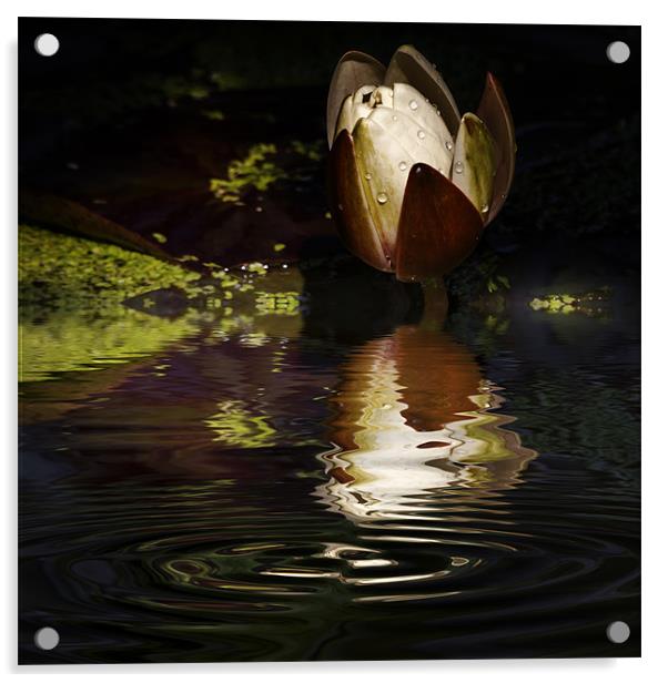 Reflections of a Lily Acrylic by Rob Lester