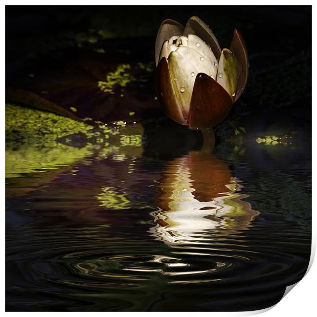Reflections of a Lily Print by Rob Lester