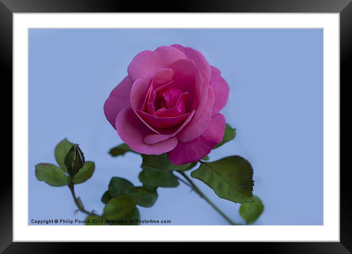 English Pink Rose Framed Mounted Print by Philip Pound