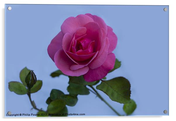 English Pink Rose Acrylic by Philip Pound