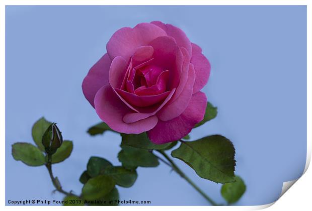 English Pink Rose Print by Philip Pound