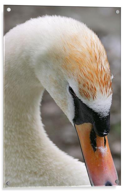 swan Acrylic by william sharpe
