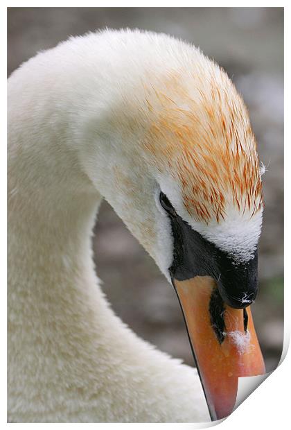 swan Print by william sharpe