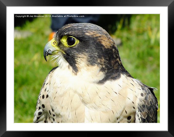 Young Peregrine Falcon Framed Mounted Print by Jez Mouncer