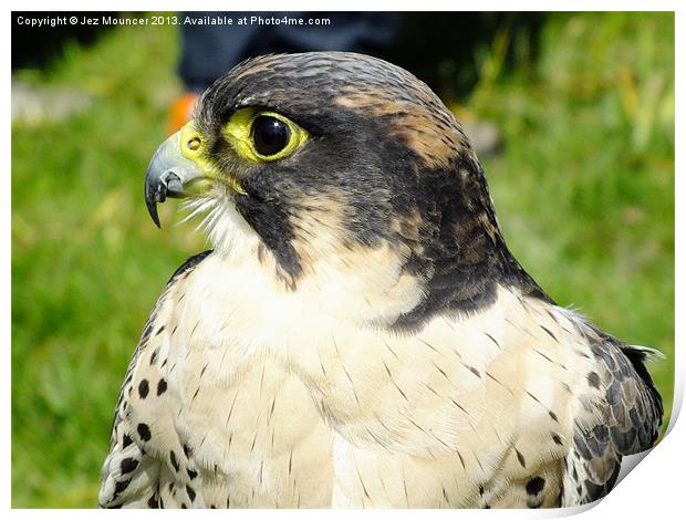Young Peregrine Falcon Print by Jez Mouncer