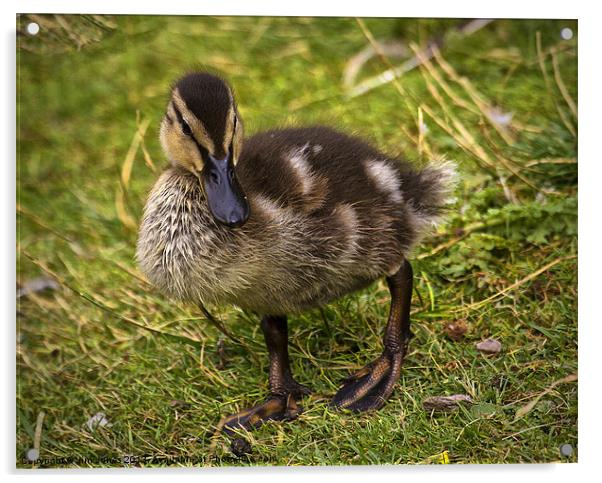 Mallard duckling Acrylic by Jim Jones