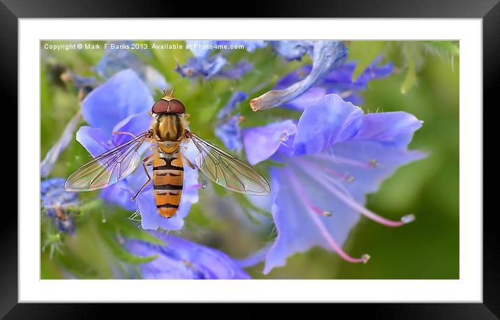 Stained Glass Wings Framed Mounted Print by Mark  F Banks