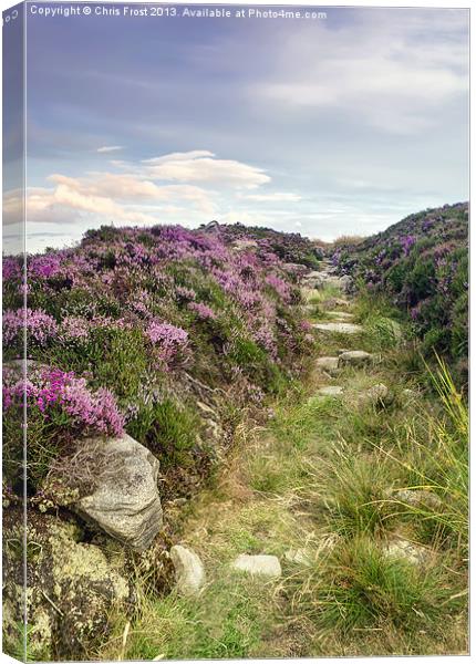 Heather on Simonside Hills Canvas Print by Chris Frost