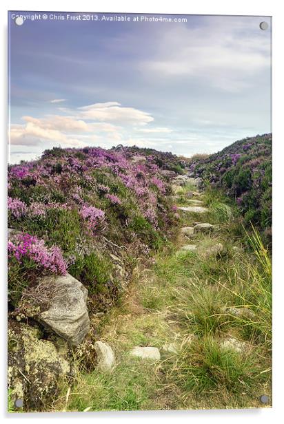 Heather on Simonside Hills Acrylic by Chris Frost