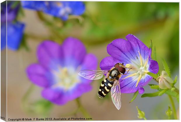 Hoverfly Canvas Print by Mark  F Banks