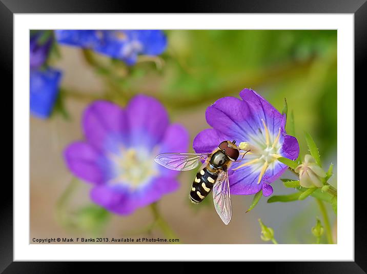 Hoverfly Framed Mounted Print by Mark  F Banks