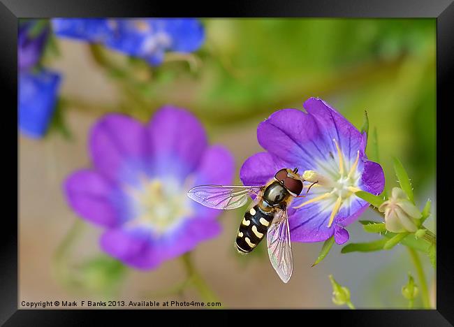 Hoverfly Framed Print by Mark  F Banks