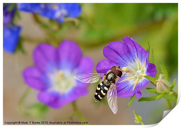 Hoverfly Print by Mark  F Banks