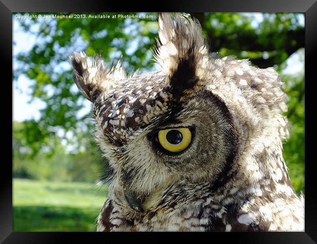 Long Eared Owl Framed Print by Jez Mouncer