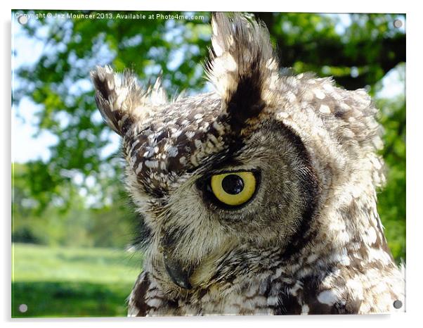 Long Eared Owl Acrylic by Jez Mouncer