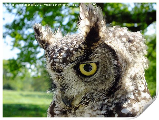Long Eared Owl Print by Jez Mouncer