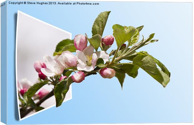 Apple Blossom out of bounds Canvas Print by Steve Hughes