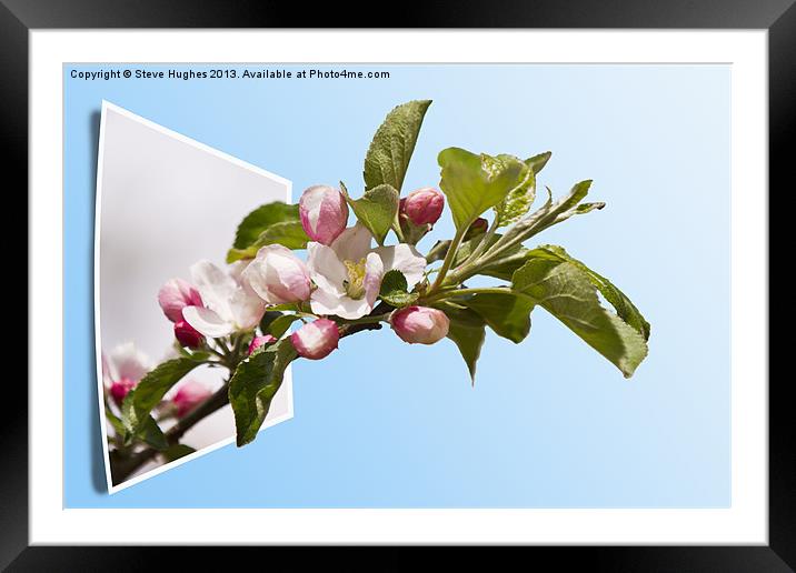 Apple Blossom out of bounds Framed Mounted Print by Steve Hughes