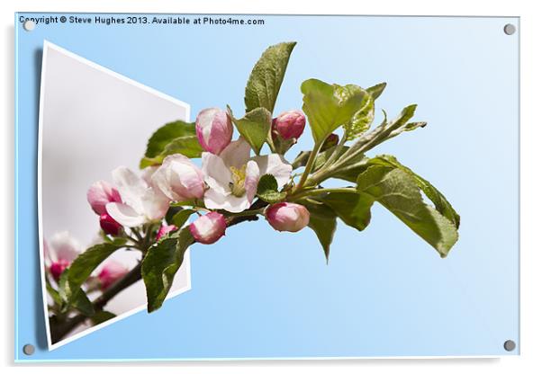 Apple Blossom out of bounds Acrylic by Steve Hughes
